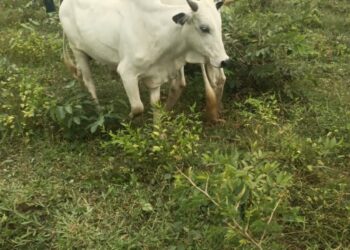 KOGI RECOVERS ABOUT 1,000 RUSTLED LIVESTOCK IN OFFENSIVE AGAINST LATE BATTIJO’S GANG, OTHER BANDITS
