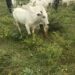 KOGI RECOVERS ABOUT 1,000 RUSTLED LIVESTOCK IN OFFENSIVE AGAINST LATE BATTIJO’S GANG, OTHER BANDITS